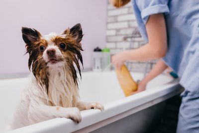 Pet Grooming and Pet Sitting Insurance in Selinsgrove, PA by Keystone Miller Insurance