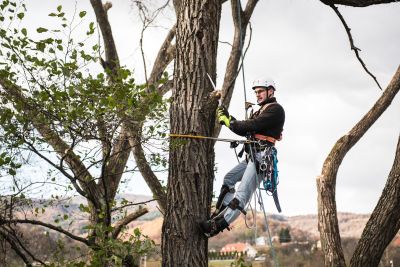 Tree Trimming Insurance in Selinsgrove, PA by Keystone Miller Insurance